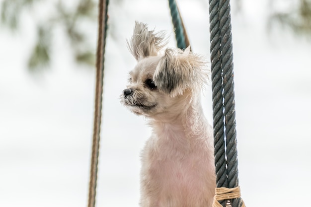 Mischen Sie Zucht des Hundes so nette beige Farbe mit Reise Shih-Tzu, Pomeranian und Pudel am Strand