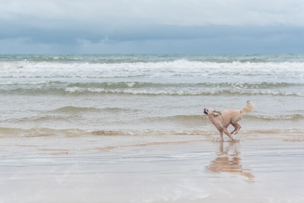 Mischen Sie Zucht des Hundes so nette beige Farbe mit Shih-Tzu, Pomeranian und Pudel, die auf Strand laufen