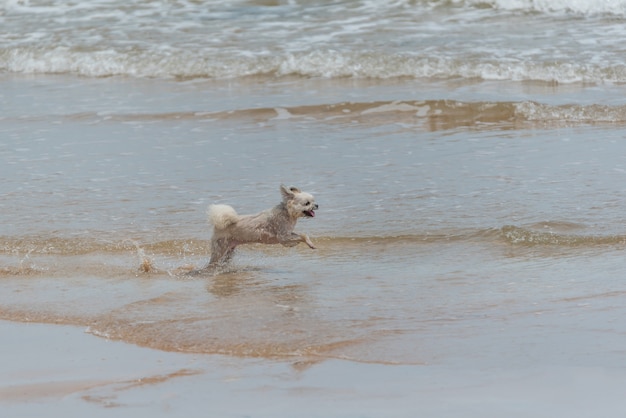 Mischen Sie Zucht des Hundes so nette beige Farbe mit Shih-Tzu, Pomeranian und Pudel, die auf Strand laufen