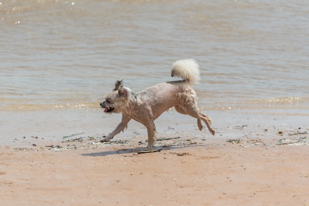 Mischen Sie Zucht des Hundes so nette beige Farbe mit Shih-Tzu, Pomeranian und Pudel, die auf Strand laufen