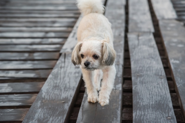 Mischen Sie Zucht des Hundes so nette beige Farbe mit Shih-Tzu, Pomeranian und Pudel mit glücklichem Spaß wenn vacatio