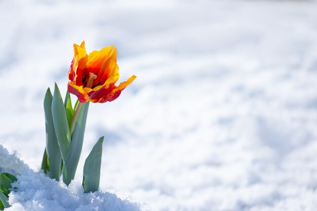 Mischfarbige Tulpen unter Frühlingsschnee im April. Anormaler Niederschlag im Frühjahr