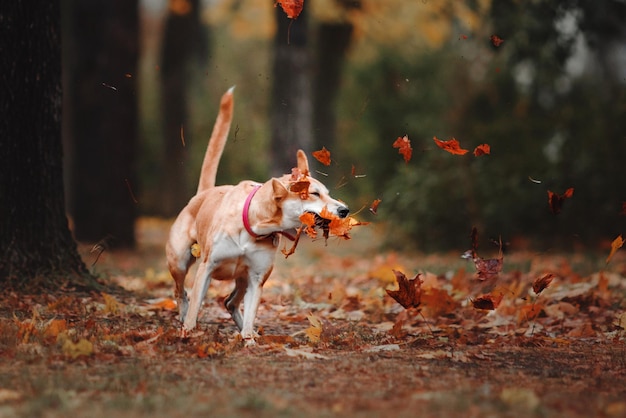 Mischling roter Hund springt und versucht, fallende Blätter auf Herbsthintergrund zu fangen