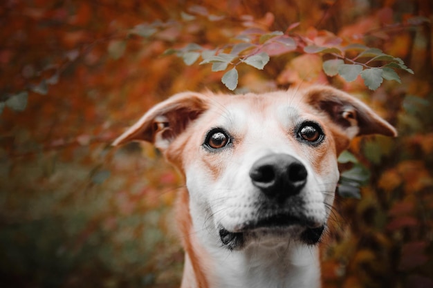 Mischling roter lustiger Hund auf Herbsthintergrund