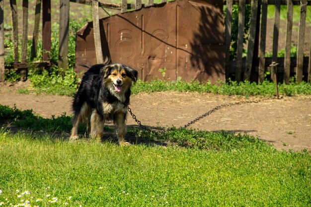 Mischlingshund an einer Kette im Dorf, das das Gehöft bewacht. Hund im Hof