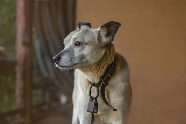 Mischlingshund an einer Kette neben einer Holzhütte Wachhund beschützt das Haus Angeketteter Hund wartet auf seine Freilassung