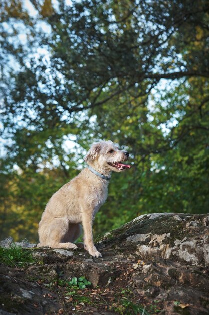 Foto mischlingshund, der draußen sitzt