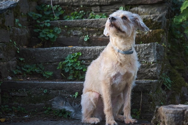 Foto mischlingshund, der draußen sitzt