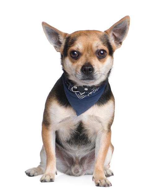 Mischlingshund mit einem Chihuahua mit 2 Jahren. Hundeporträt isoliert