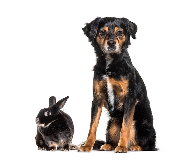 Mischlingshund und ein Kaninchen, das gegen weißen Hintergrund sitzt