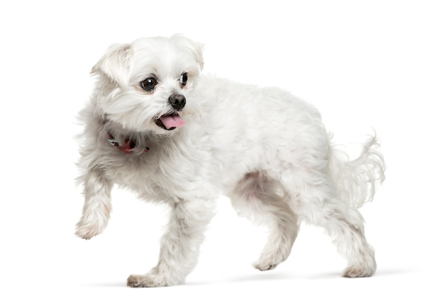 Mischlingshund vor weißem Hintergrund