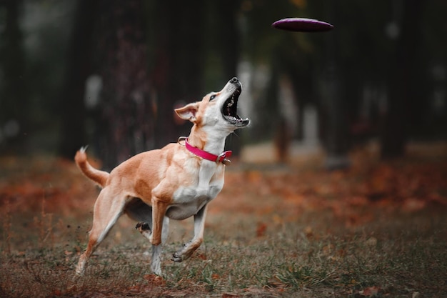 Mischlingsroter Hund, der fliegende Scheibe auf Herbsthintergrund fängt