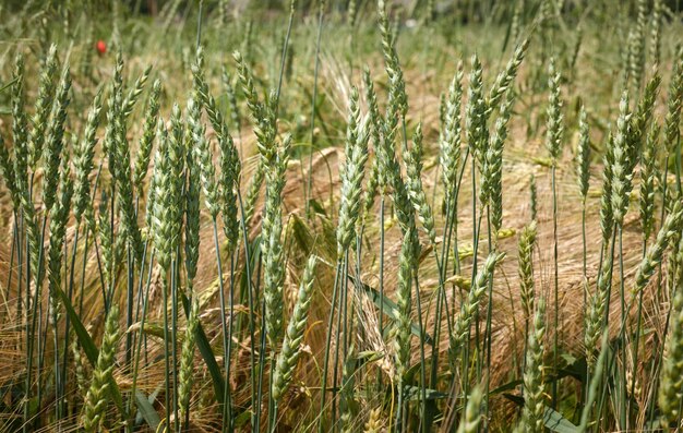 Mischung aus gelbgrünen Weizen- und Gerstenstengeln, die im Sommer auf einer Plantage stehen