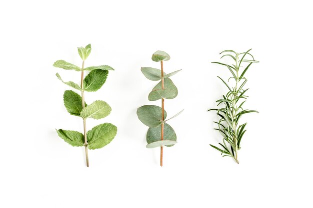 48+ Rosmarin Neben Minze Pflanzen, So kannst du dein beet optimal