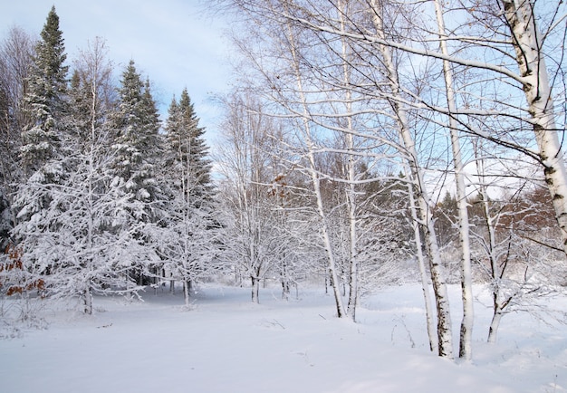 Mischwald im Winterschnee