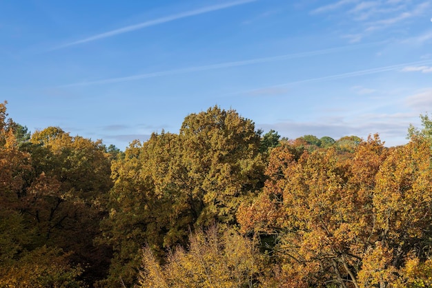 Mischwald in der Herbstsaison mit verschiedenen Laubbäumen, Laub fällt während des Herbstlaubfalls von den Bäumen