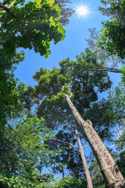 Mischwald mit Sonnenlicht und blauem Himmel