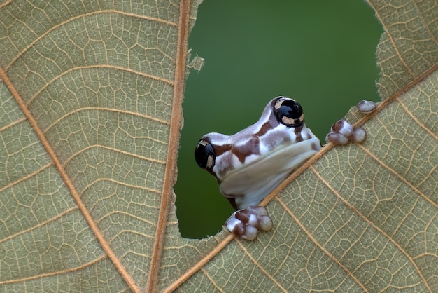 Misión rana arborícola de ojos dorados posada sobre una hoja