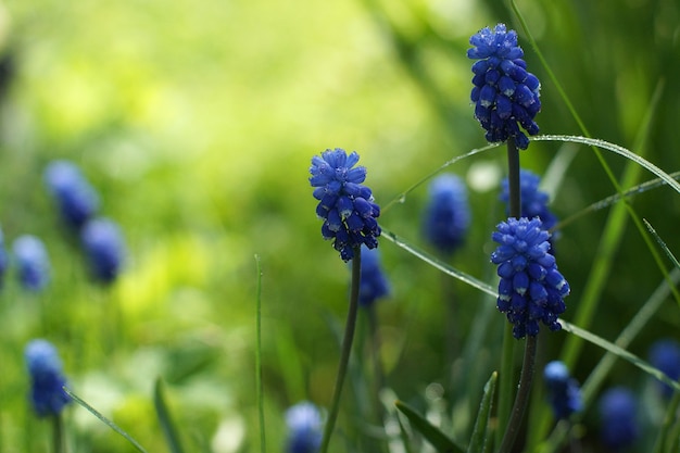 Miskuri flores en el fondo de un césped verde en un día de verano.