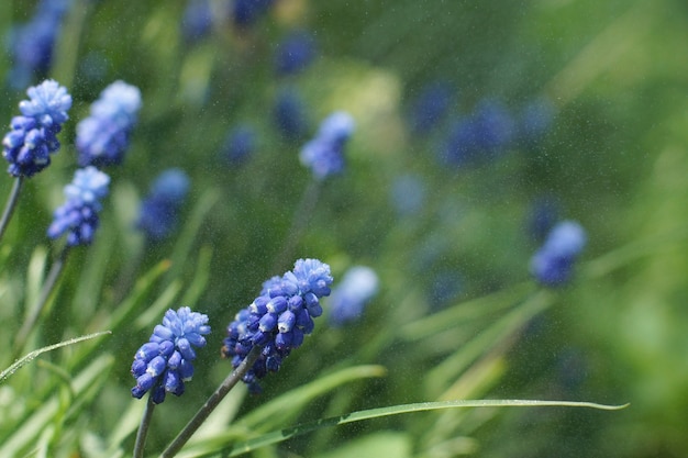 Miskuri floresce no fundo de um gramado verde em um dia de verão