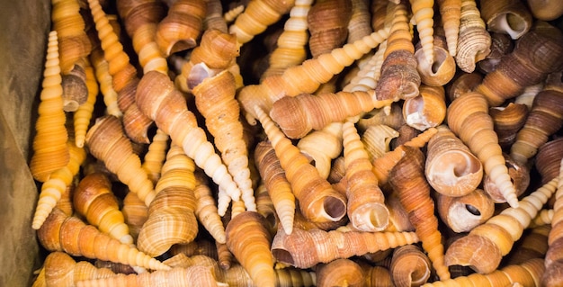 El mismo tipo de conchas marinas recogidas con fines decorativos