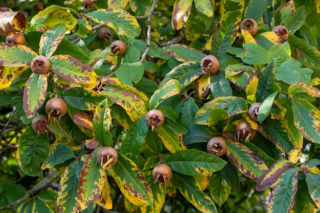 Mispelfrucht Mespilus germanica auf einem Ast