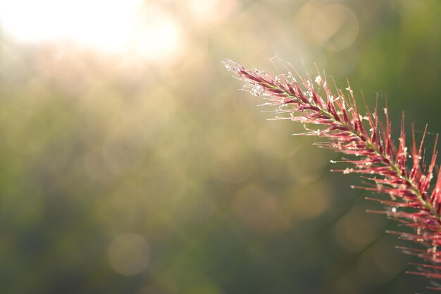 Mission grass Pennisetum polystachyon L Schult com fundo de grama verde borrado