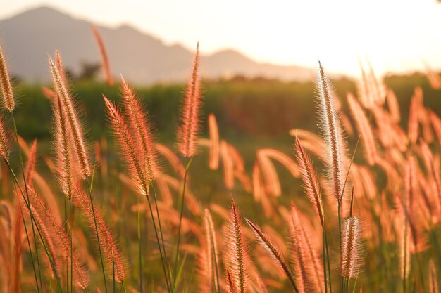 Mission Grass Pennisetum polystachyon L Schult con hierba verde y fondo de luz solar