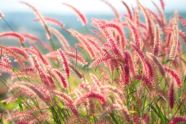 Missionsgras Rotes Grasfeld mit verschwommenem grünem Gras und Sonnenlichthintergrund