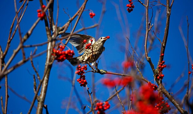 Misteldrossel beim Sammeln von Vogelbeeren