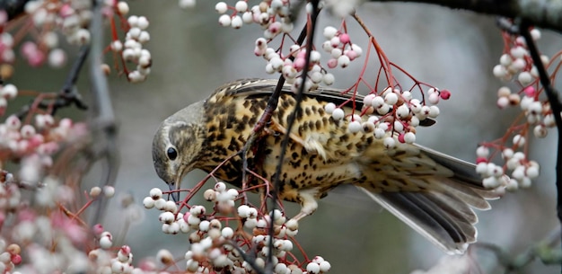 Misteldrossel ernährt sich von Winterbeeren