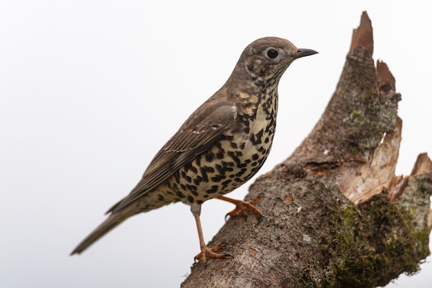 Misteldrossel oder Sturmhahn (Turdus Viscivorus) Leon, Spanien