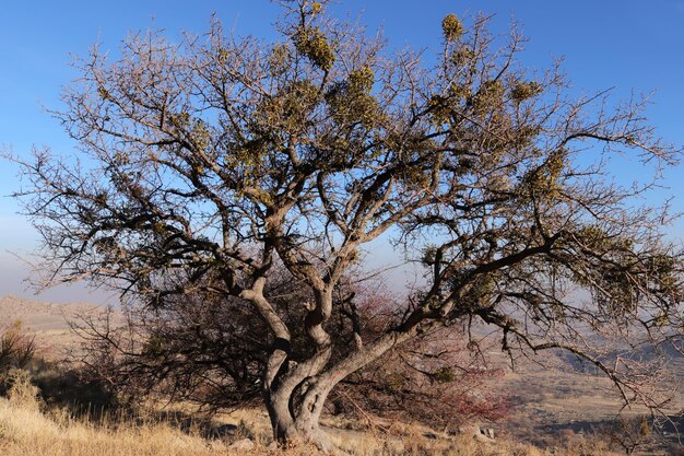 Mistelkugeln, die auf einem Baum wachsen Immergrüne Mistel Viscum album