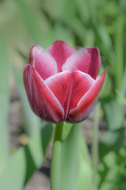 Misterio árabe tulipán rojo y blanco