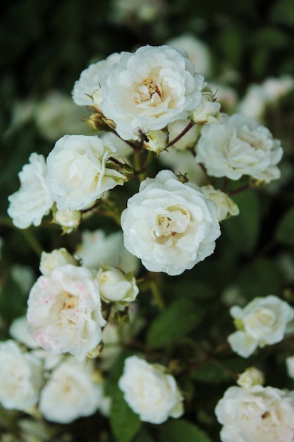 Mistério de rosas brancas de beleza fabulosa