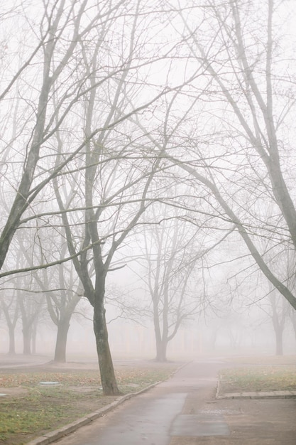 Misteriosa escena de la naturaleza otoñal en la mañana brumosa bosque brumoso cambiante