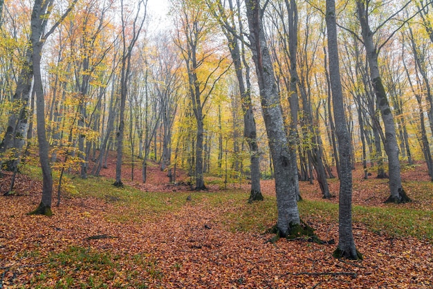 Misteriosa floresta nevoenta de outono