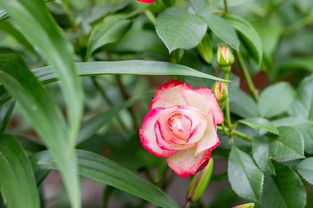 Misteriosa tarjeta floral de primavera de cuento de hadas con fabulosa floración Rose Nostalgie Flores rojas jardín de fantasía de verano sobre fondo borroso hermosa rosa delicada en el jardín