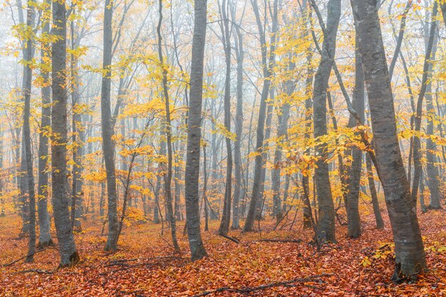 Misterioso bosque de niebla otoñal