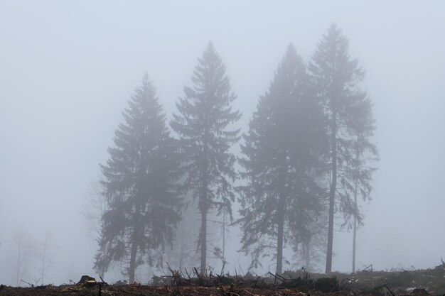 Un misterioso bosque otoñal oscuro en la niebla con árboles y ramas.