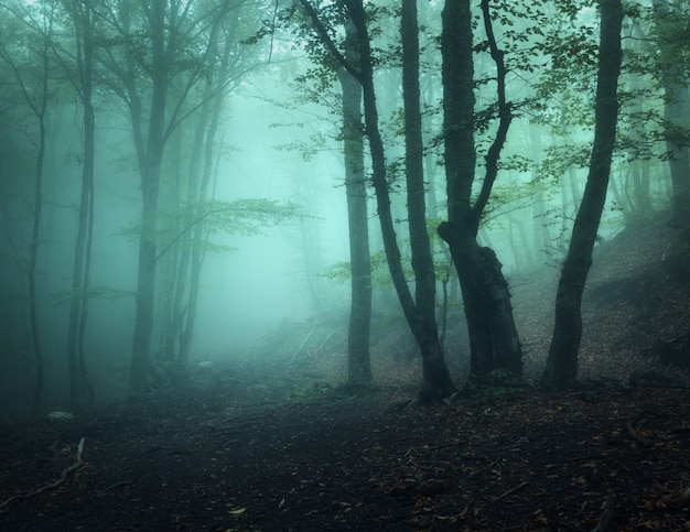 Misterioso bosque viejo y oscuro en la niebla