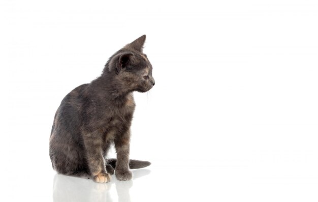 Mistura de cachorro preto de um chihuahua e uma raça pomeranian