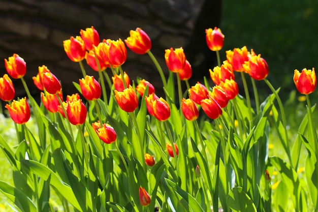 mistura de flores de tulipas no jardim de primavera tulipas vermelhas em contraluz