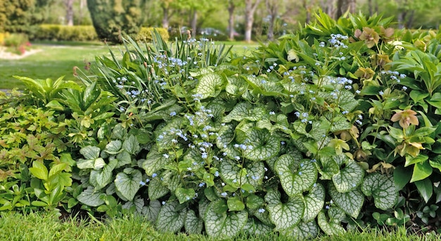 Mistura de plantas verdes com folhas grandes e hosta florescendo em um jardim na primavera