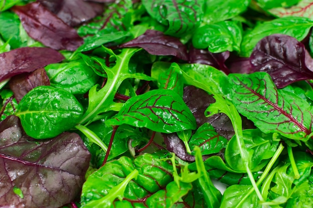 Mistura de salada deixa fundo padrão de salada fresca com rúcula alface roxa espinafre frisée e folha de acelga