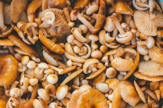 Misture armillaria lavada de diferentes tamanhos. colheita de colhedores de cogumelos, preparação para enlatamento