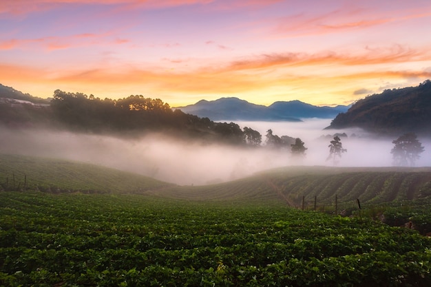 Foto misty amanecer en el jardín de fresas, vista de la niebla de la mañana en la montaña doi angkhang, chiang mai, tailandia