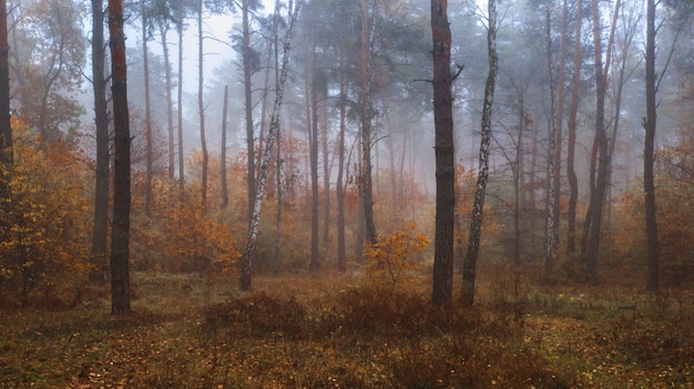 Misty Autumn Deciduous Forest. Vista panorámica