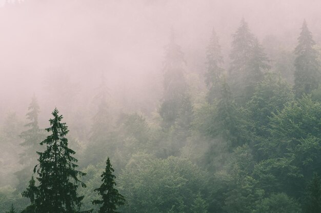 Misty brumoso paisaje de montaña con bosque de abetos en estilo retro vintage hipster