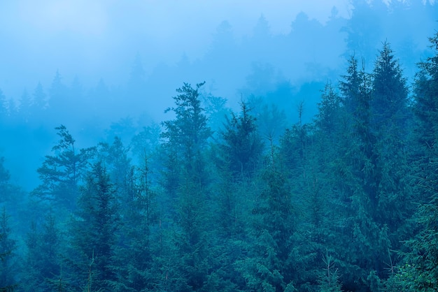 Misty brumoso paisaje de montaña con bosque de abetos en estilo retro vintage hipster